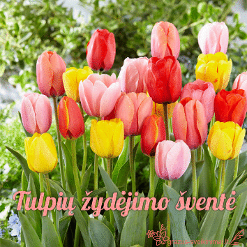 Tulpių šventė